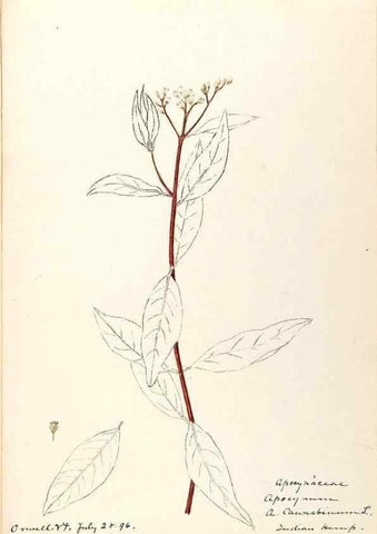Reproducción/Reproduction 48789202661: [Water-color sketches of plants of North America and Europe]. . 