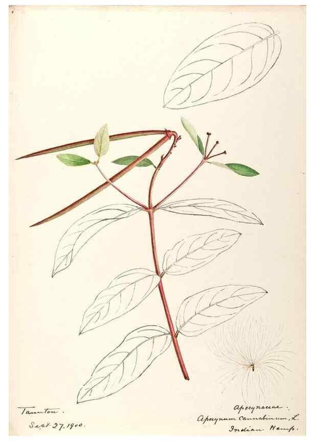 Reproducción/Reproduction 48789202971: [Water-color sketches of plants of North America and Europe]. . 
