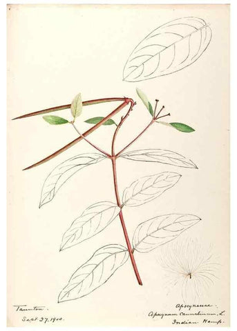 Reproducción/Reproduction 48789202971: [Water-color sketches of plants of North America and Europe]. . 