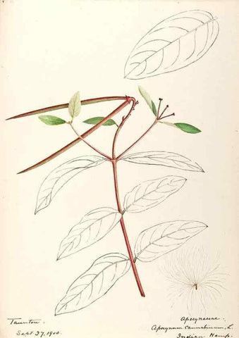 Reproducción/Reproduction 48789202971: [Water-color sketches of plants of North America and Europe]. . 