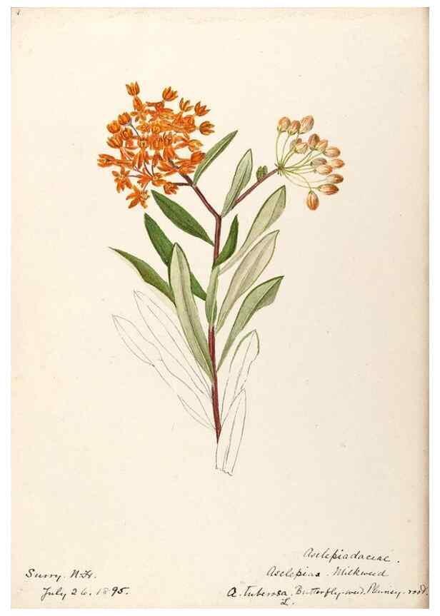 Reproducción/Reproduction 48789349372: [Water-color sketches of plants of North America and Europe]. . 