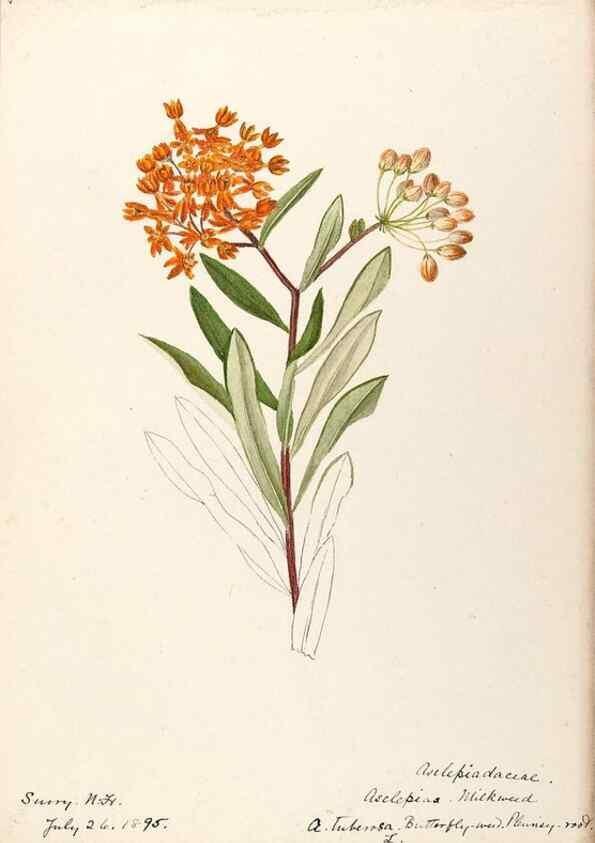 Reproducción/Reproduction 48789349372: [Water-color sketches of plants of North America and Europe]. . 