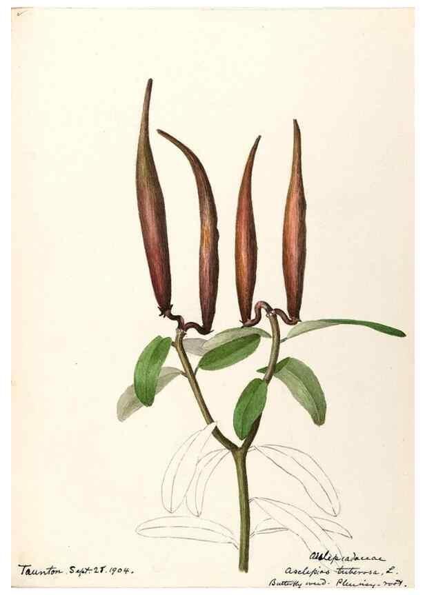Reproducción/Reproduction 48788840978: [Water-color sketches of plants of North America and Europe]. . 