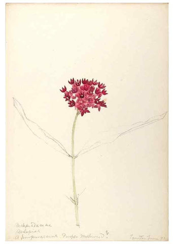 Reproducción/Reproduction 48789350067: [Water-color sketches of plants of North America and Europe]. . 