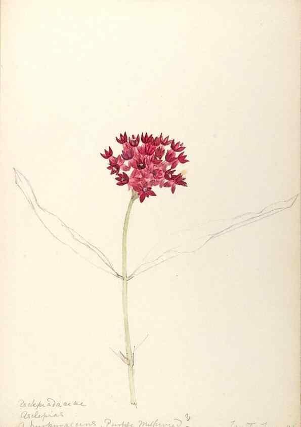 Reproducción/Reproduction 48789350067: [Water-color sketches of plants of North America and Europe]. . 