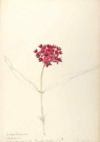 Reproducción/Reproduction 48789350067: [Water-color sketches of plants of North America and Europe]. . 