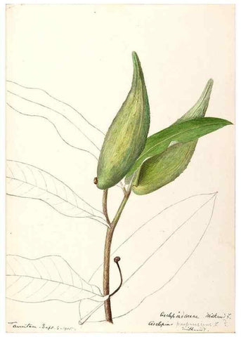 Reproducción/Reproduction 48788841738: [Water-color sketches of plants of North America and Europe]. . 