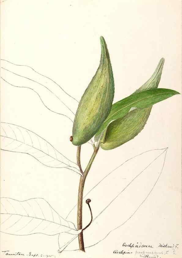 Reproducción/Reproduction 48788841738: [Water-color sketches of plants of North America and Europe]. . 
