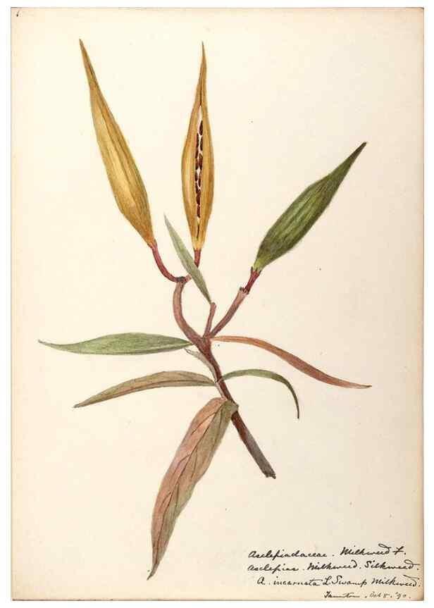 Reproducción/Reproduction 48788842133: [Water-color sketches of plants of North America and Europe]. . 
