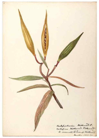 Reproducción/Reproduction 48788842133: [Water-color sketches of plants of North America and Europe]. . 