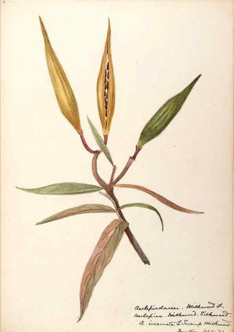 Reproducción/Reproduction 48788842133: [Water-color sketches of plants of North America and Europe]. . 