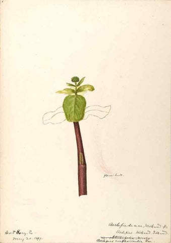 Reproducción/Reproduction 48788842533: [Water-color sketches of plants of North America and Europe]. . 