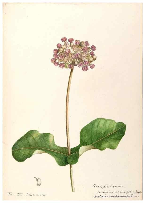 Reproducción/Reproduction 48789205231: [Water-color sketches of plants of North America and Europe]. . 