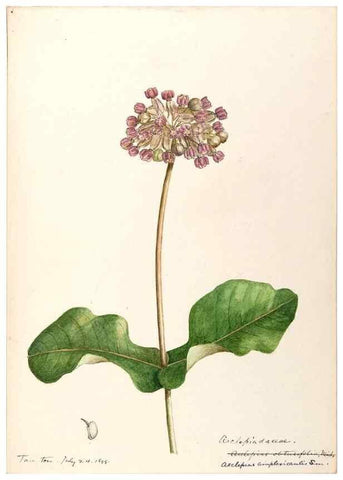 Reproducción/Reproduction 48789205231: [Water-color sketches of plants of North America and Europe]. . 