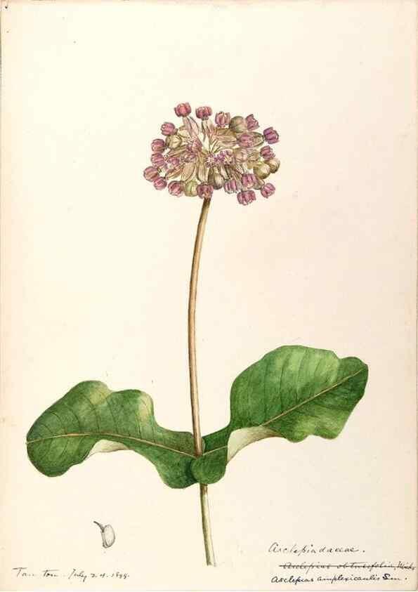 Reproducción/Reproduction 48789205231: [Water-color sketches of plants of North America and Europe]. . 