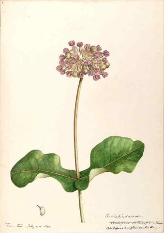 Reproducción/Reproduction 48789205231: [Water-color sketches of plants of North America and Europe]. . 
