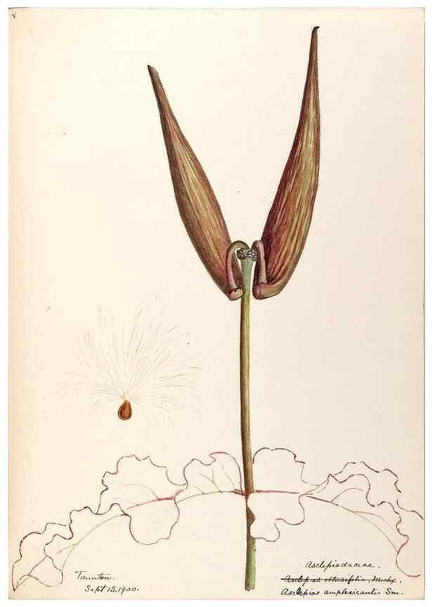 Reproducción/Reproduction 48789351657: [Water-color sketches of plants of North America and Europe]. . 