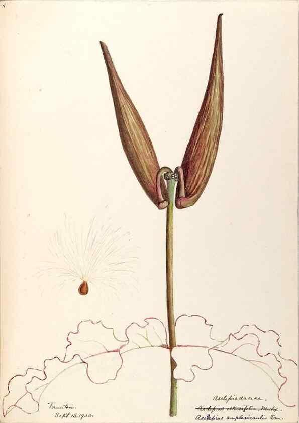Reproducción/Reproduction 48789351657: [Water-color sketches of plants of North America and Europe]. . 