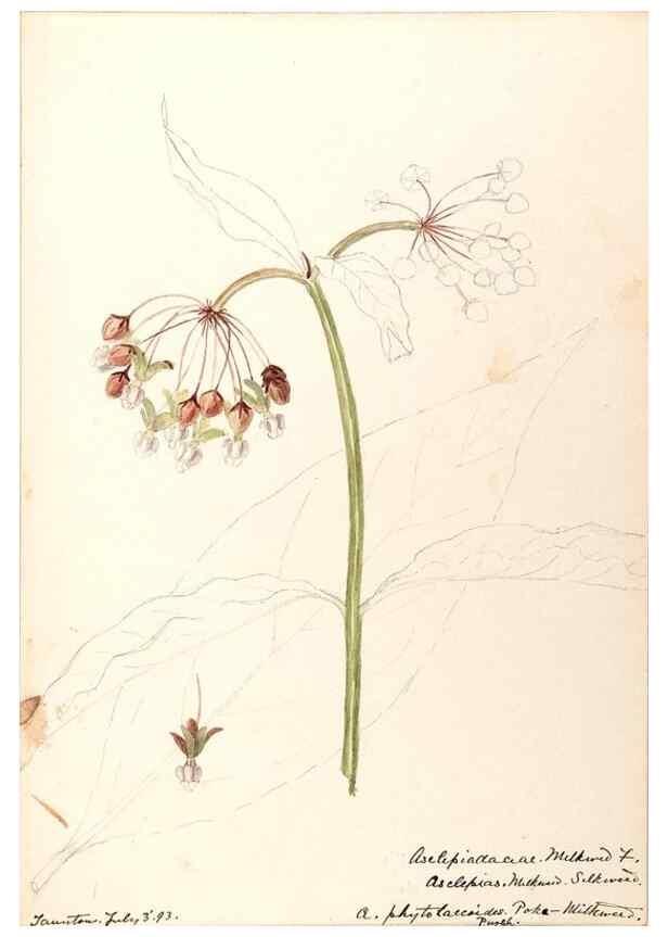 Reproducción/Reproduction 48789205886: [Water-color sketches of plants of North America and Europe]. . 