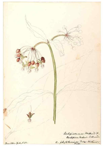 Reproducción/Reproduction 48789205886: [Water-color sketches of plants of North America and Europe]. . 