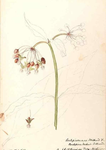 Reproducción/Reproduction 48789205886: [Water-color sketches of plants of North America and Europe]. . 