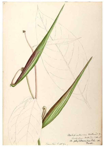 Reproducción/Reproduction 48789206201: [Water-color sketches of plants of North America and Europe]. . 