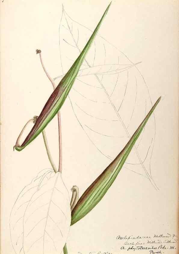 Reproducción/Reproduction 48789206201: [Water-color sketches of plants of North America and Europe]. . 