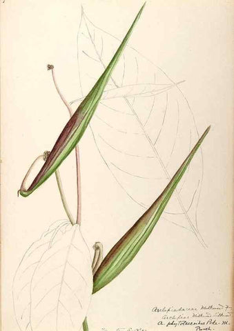 Reproducción/Reproduction 48789206201: [Water-color sketches of plants of North America and Europe]. . 