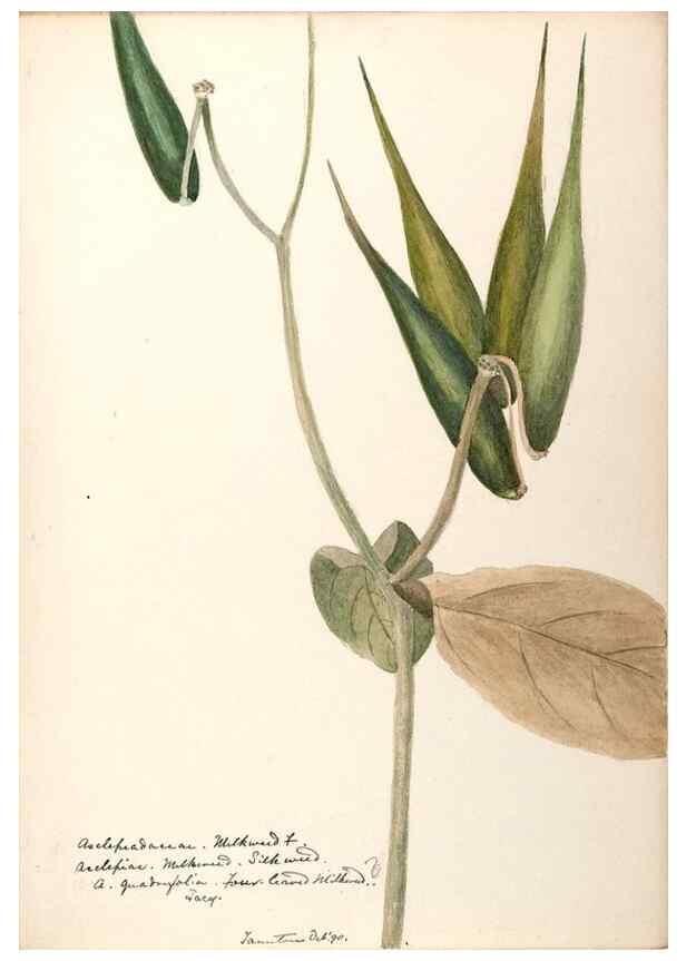 Reproducción/Reproduction 48789206546: [Water-color sketches of plants of North America and Europe]. . 