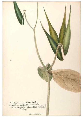 Reproducción/Reproduction 48789206546: [Water-color sketches of plants of North America and Europe]. . 