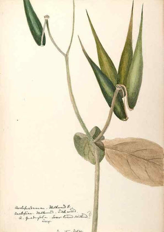 Reproducción/Reproduction 48789206546: [Water-color sketches of plants of North America and Europe]. . 