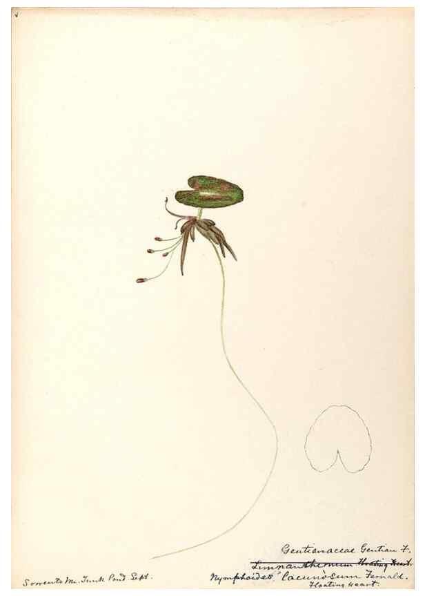 Reproducción/Reproduction 48789347472: [Water-color sketches of plants of North America and Europe]. . 