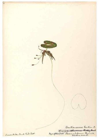 Reproducción/Reproduction 48789347472: [Water-color sketches of plants of North America and Europe]. . 