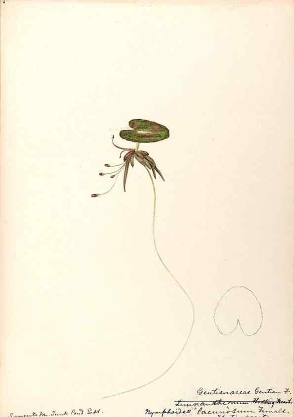 Reproducción/Reproduction 48789347472: [Water-color sketches of plants of North America and Europe]. . 