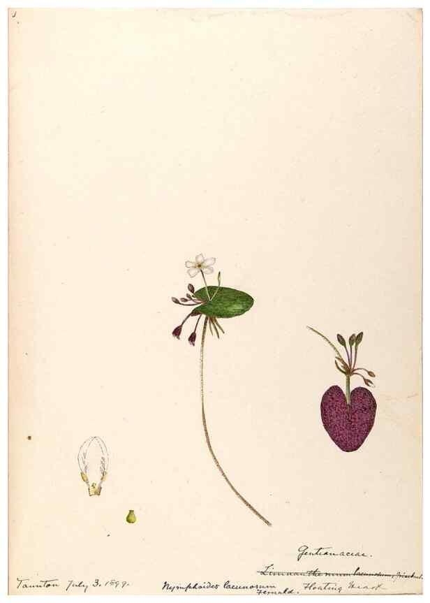 Reproducción/Reproduction 48789201216: [Water-color sketches of plants of North America and Europe]. . 