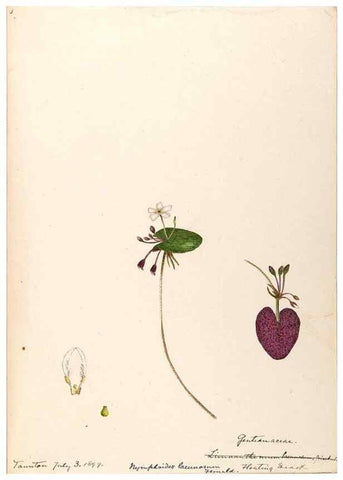 Reproducción/Reproduction 48789201216: [Water-color sketches of plants of North America and Europe]. . 