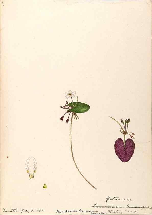 Reproducción/Reproduction 48789201216: [Water-color sketches of plants of North America and Europe]. . 