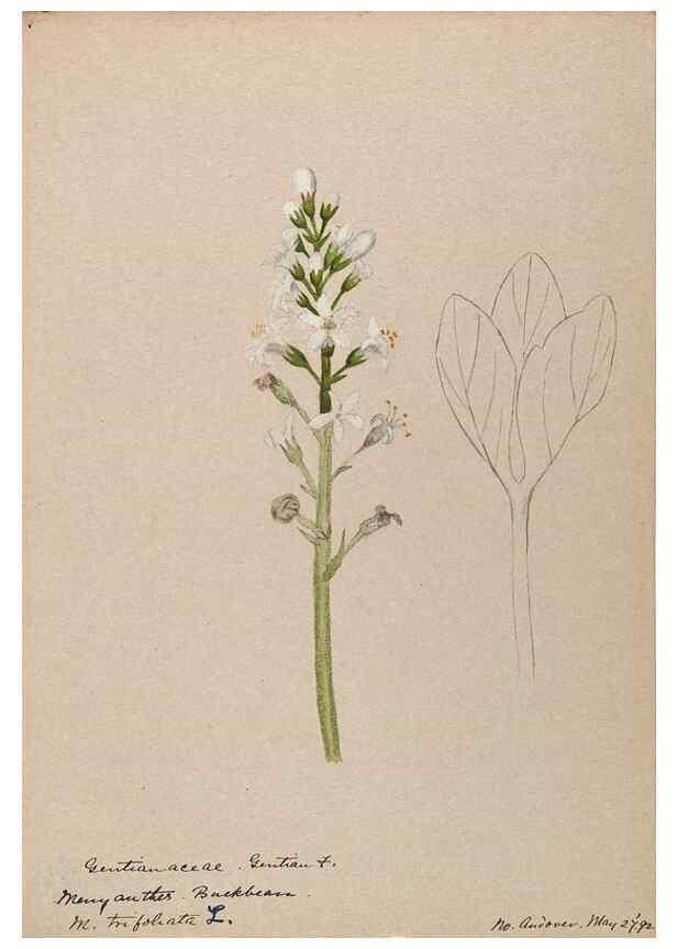 Reproducción/Reproduction 48789346912: [Water-color sketches of plants of North America and Europe]. . 