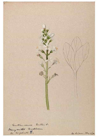 Reproducción/Reproduction 48789346912: [Water-color sketches of plants of North America and Europe]. . 
