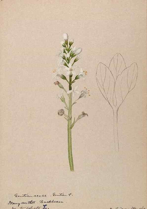 Reproducción/Reproduction 48789346912: [Water-color sketches of plants of North America and Europe]. . 