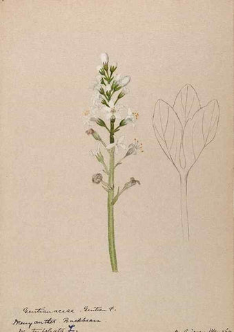 Reproducción/Reproduction 48789346912: [Water-color sketches of plants of North America and Europe]. . 