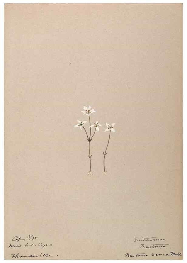 Reproducción/Reproduction 48788837928: [Water-color sketches of plants of North America and Europe]. . 