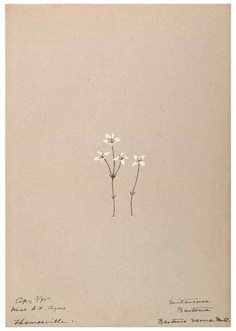 Reproducción/Reproduction 48788837928: [Water-color sketches of plants of North America and Europe]. . 