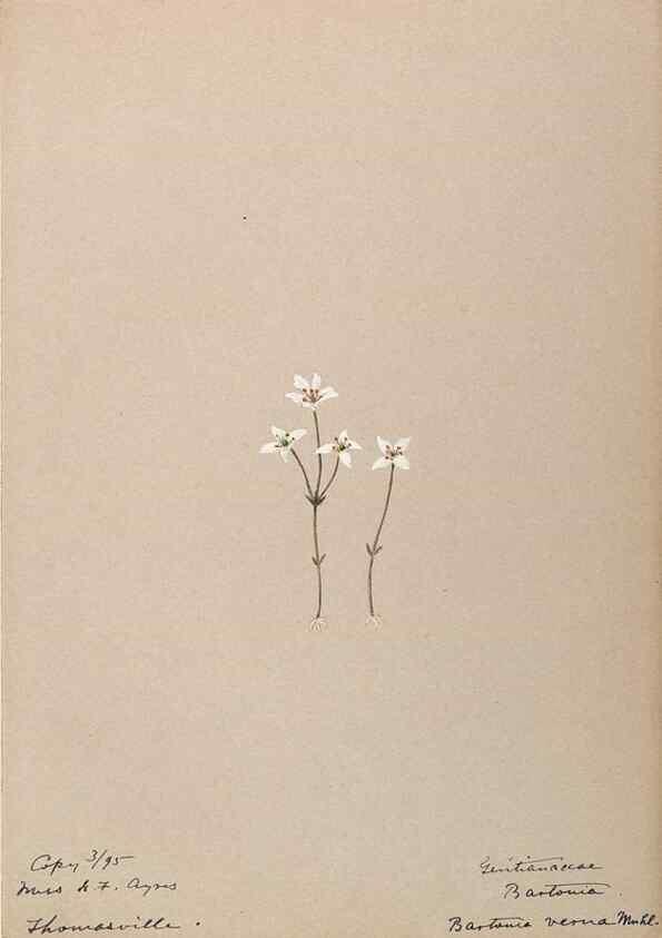 Reproducción/Reproduction 48788837928: [Water-color sketches of plants of North America and Europe]. . 