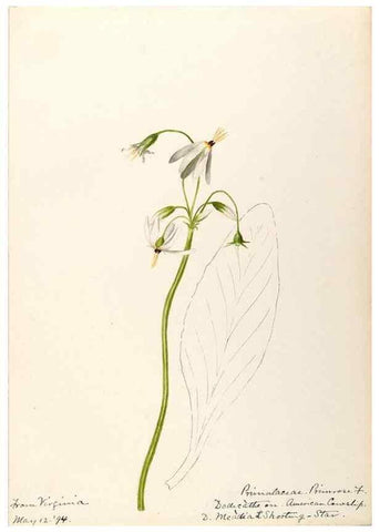 Reproducción/Reproduction 48788832313: [Water-color sketches of plants of North America and Europe]. . 
