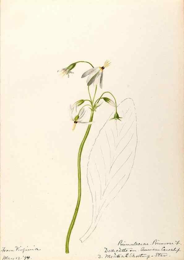 Reproducción/Reproduction 48788832313: [Water-color sketches of plants of North America and Europe]. . 