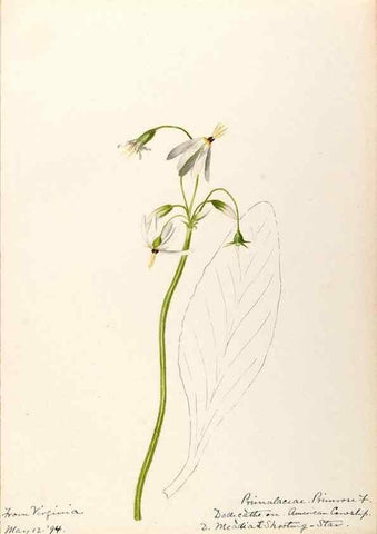 Reproducción/Reproduction 48788832313: [Water-color sketches of plants of North America and Europe]. . 