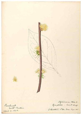 Reproducción/Reproduction 48789341607: [Water-color sketches of plants of North America and Europe]. . 