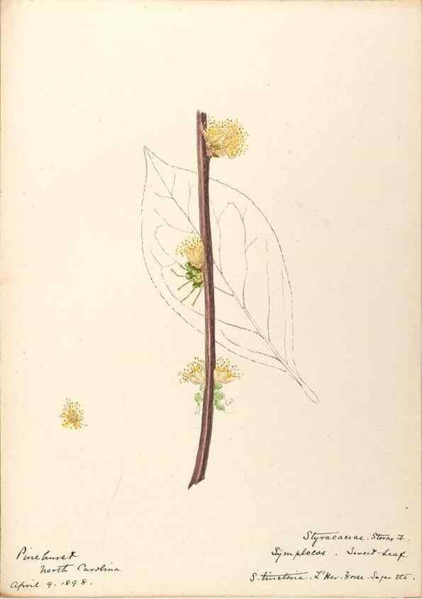 Reproducción/Reproduction 48789341607: [Water-color sketches of plants of North America and Europe]. . 
