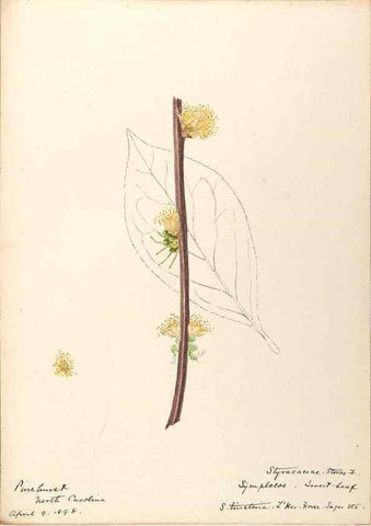 Reproducción/Reproduction 48789341607: [Water-color sketches of plants of North America and Europe]. . 